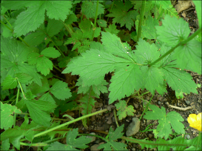 Geum urbanum L.