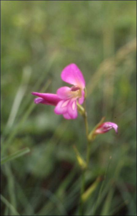 Gladiolus communis L.