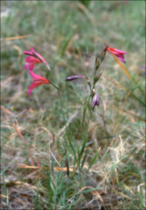 Gladiolus illyricus