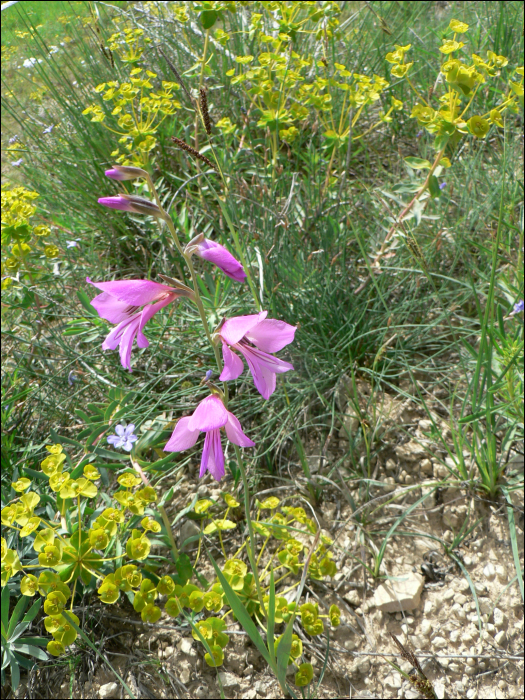 Gladiolus illyricus