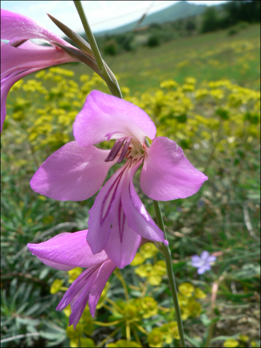 Gladiolus illyricus