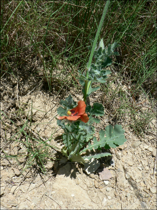 Glaucium corniculatum