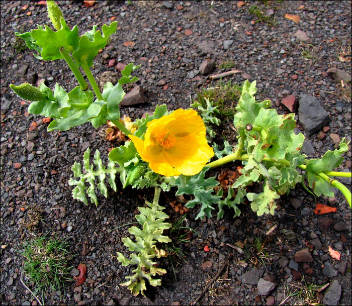 Glaucium flavum Crantz