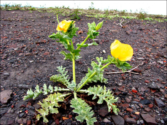 Photo de Glaucienne jaune (Glaucium flavum Crantz)