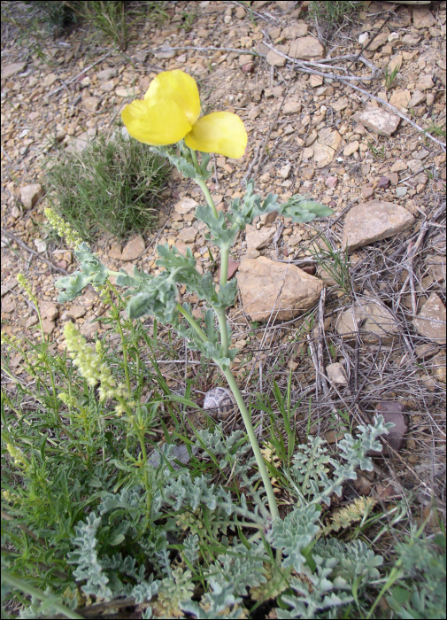 Glaucium flavum Crantz