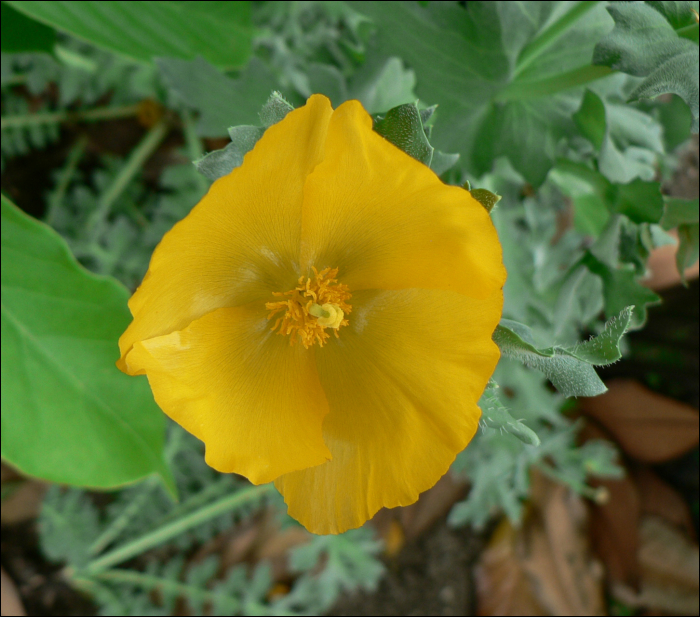 Glaucium flavum Crantz