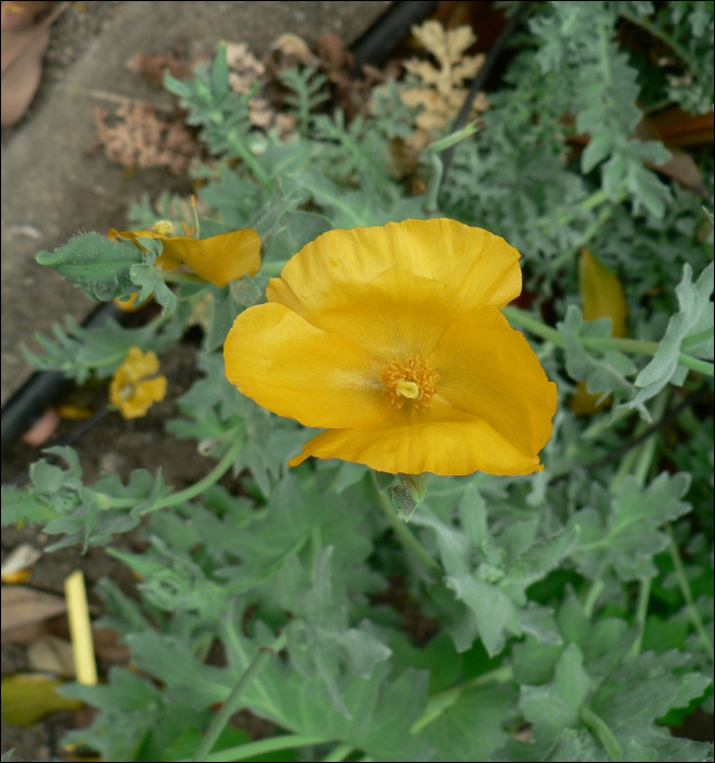 Glaucium flavum Crantz