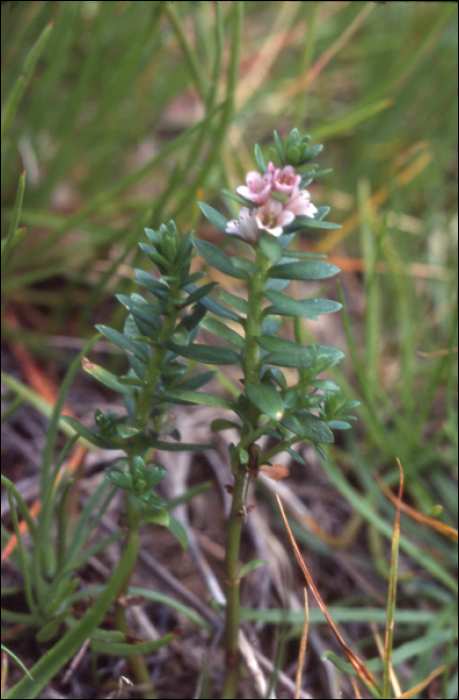 Glaux maritima L.