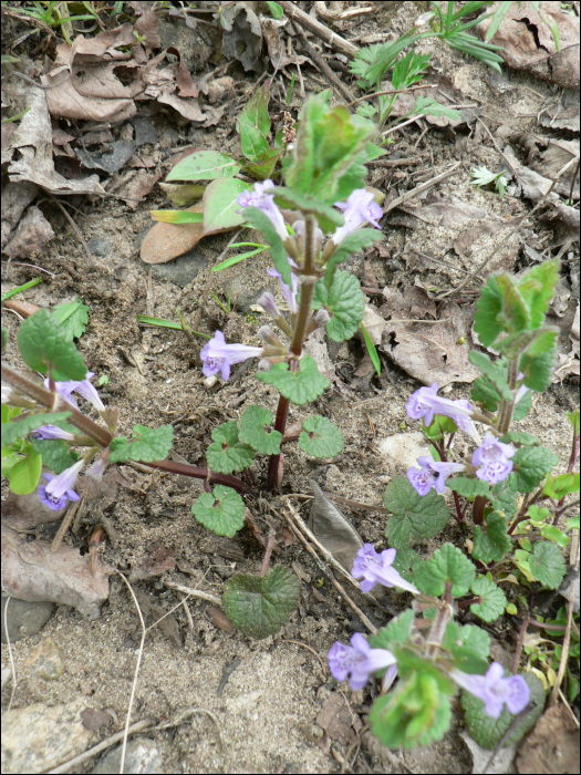 Glechoma hederaceum L.