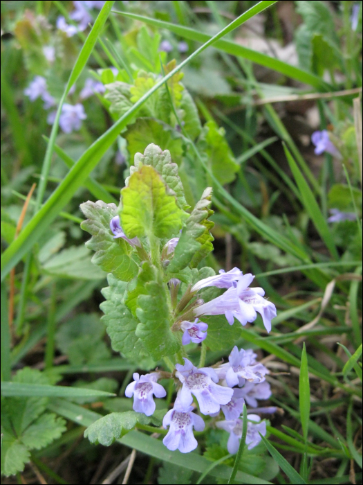 Glechoma hederaceum L.