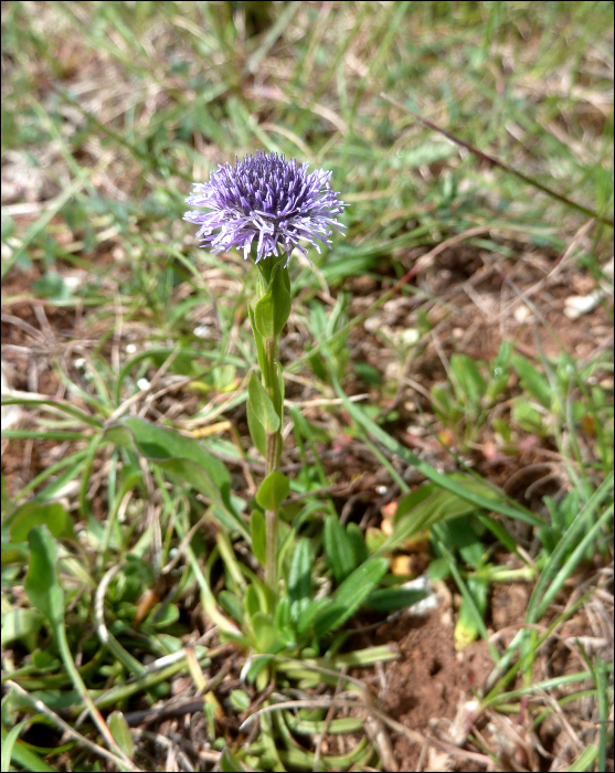 Globularia bisnagarica