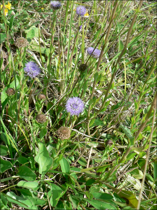 Globularia bisnagarica