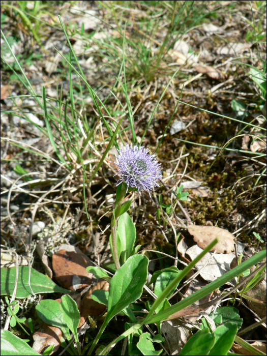 Globularia bisnagarica