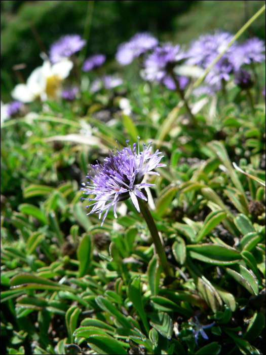 Globularia cordifolia L.