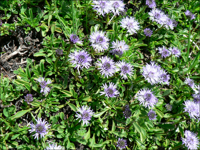 Globularia cordifolia L.