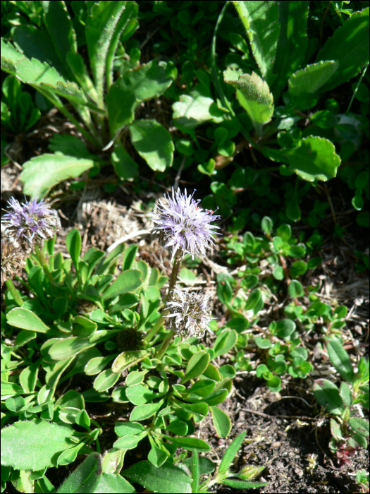 Globularia cordifolia L.