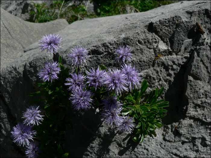 Globularia cordifolia L.