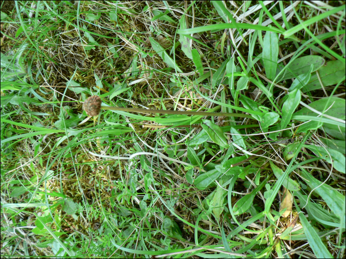 Globularia nudicaulis L.