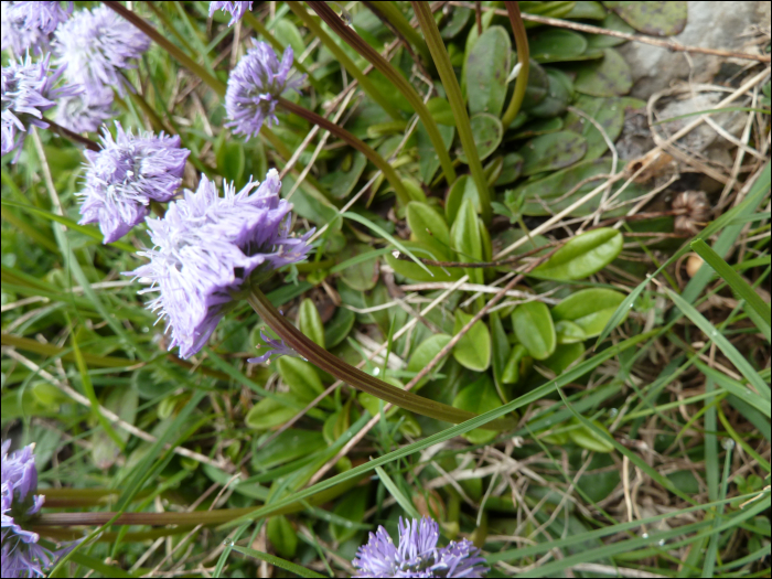 Globularia nudicaulis L.