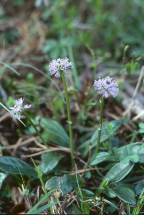 Globularia nudicaulis L.