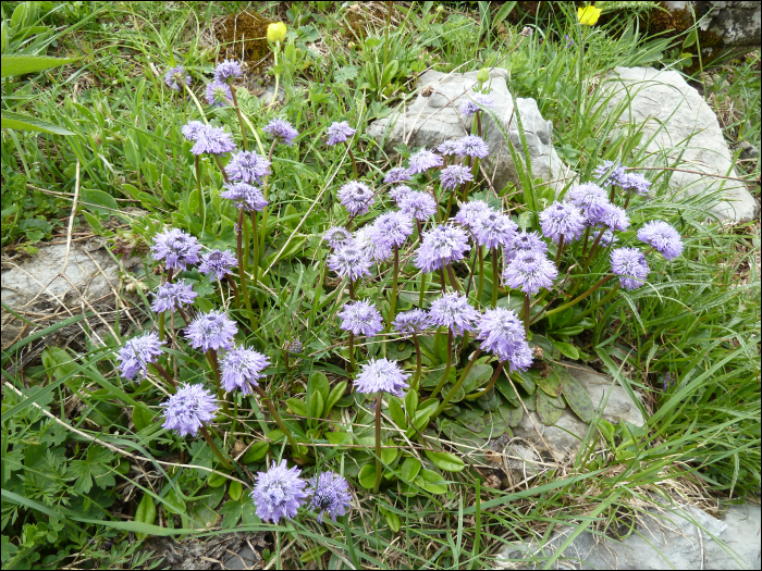 Globularia nudicaulis L.