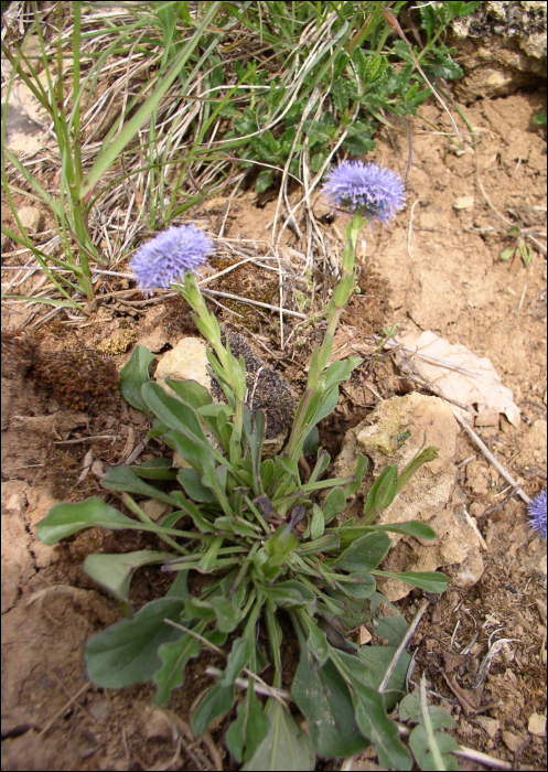 Globularia punctata