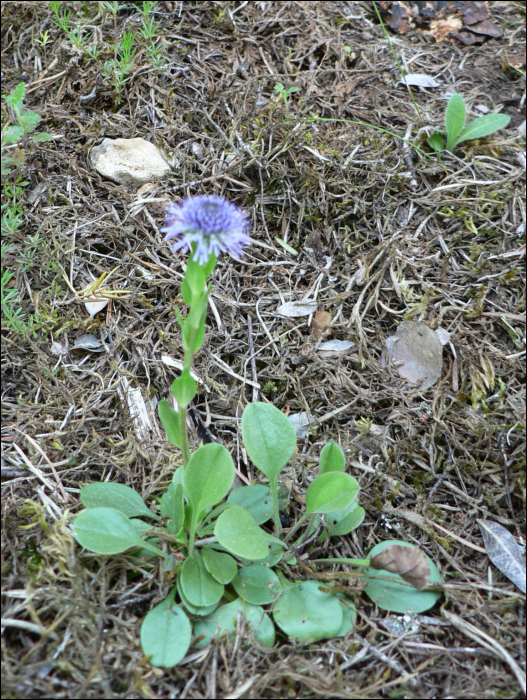 Globularia punctata