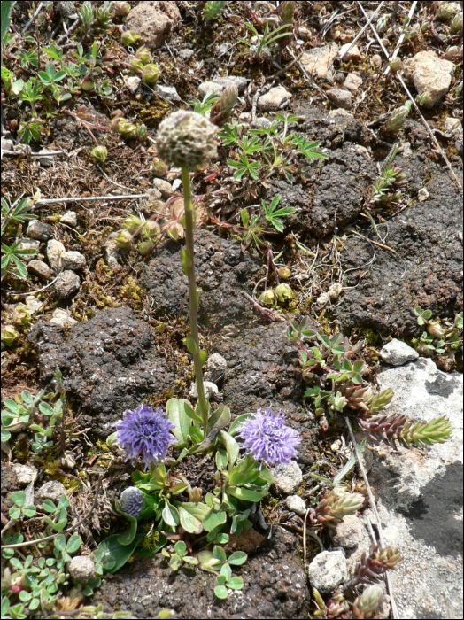 Globularia punctata