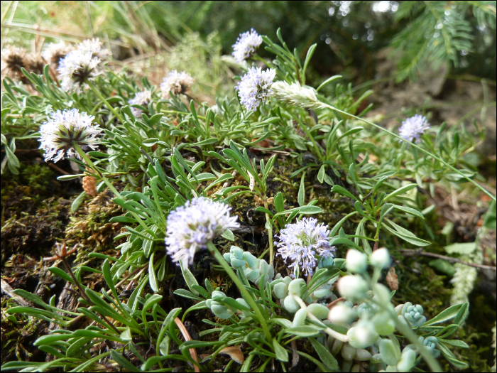 Globularia repens