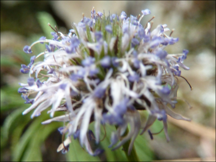 Globularia repens