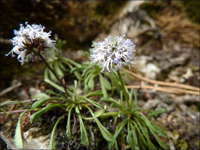 Globularia repens