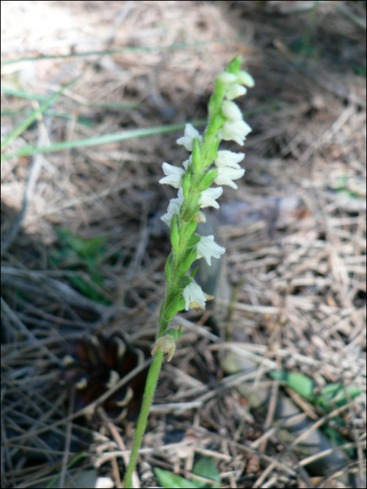 Goodyera repens (L.)