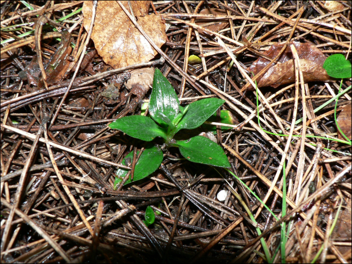 Goodyera repens (L.)