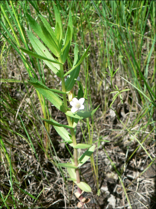 Gratiola officinalis L.