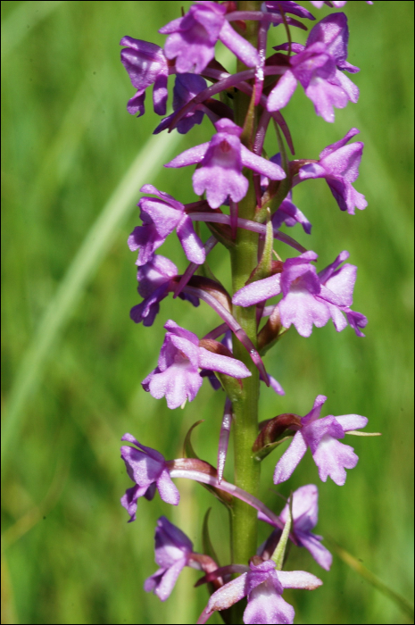 Gymnadenia conopsea (L.)