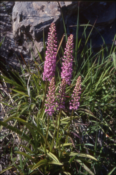 Gymnadenia conopsea (L.)