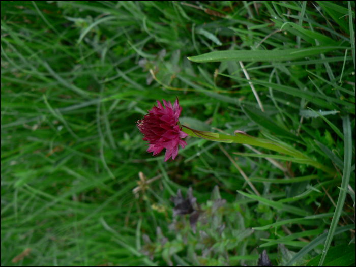 Photo de Nigritelle (Gymnadenia corneliana)