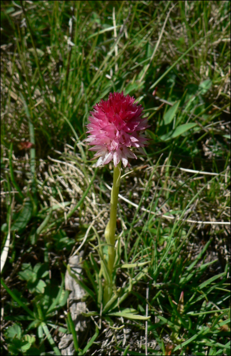 Gymnadenia corneliana