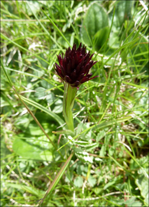 Gymnadenia nigra (=Nigritella nigra (L.))