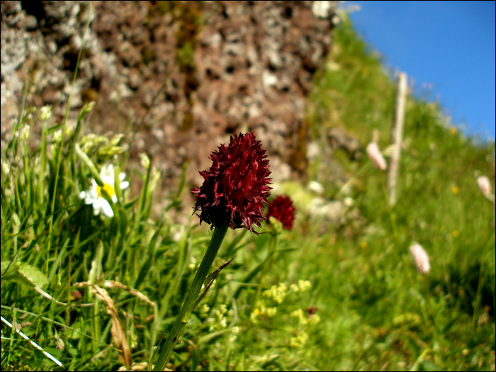 Gymnadenia nigra (=Nigritella nigra (L.))