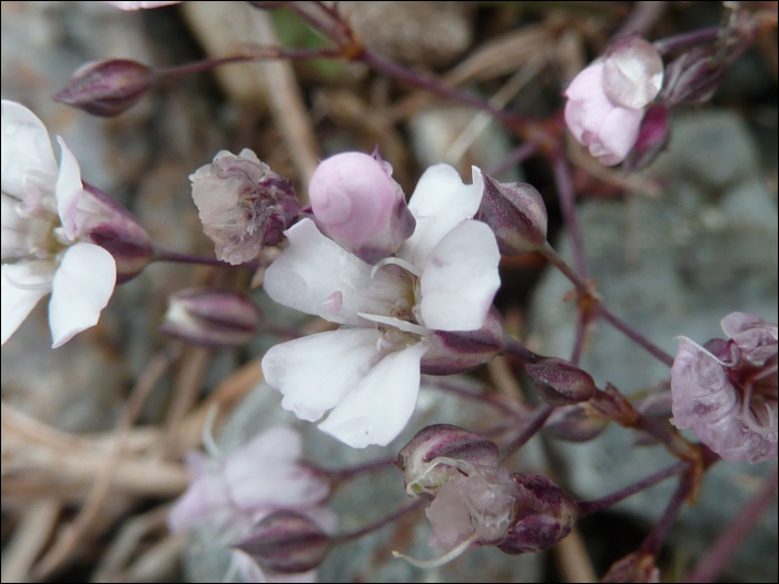 Gypsophila repens L.