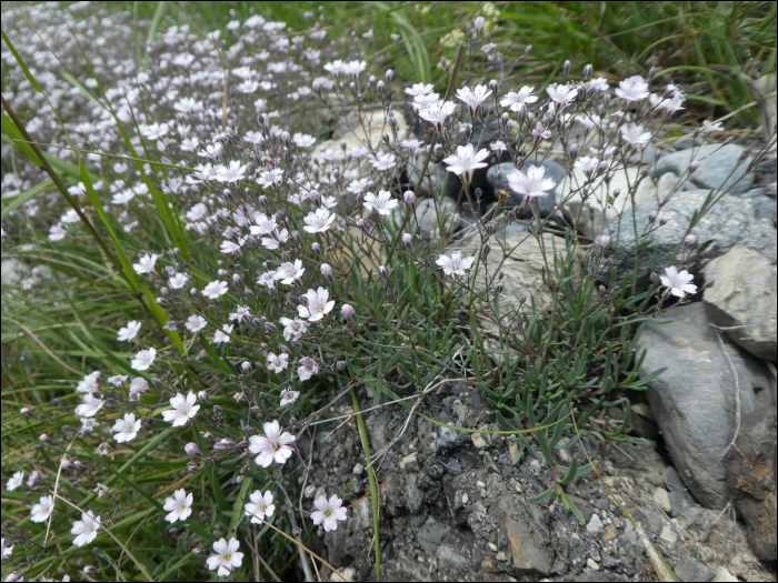 Gypsophila repens L.