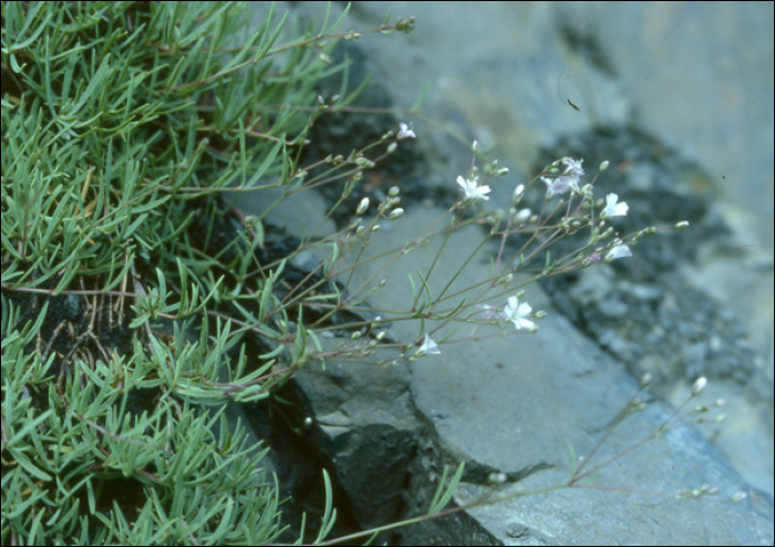 Gypsophila repens L.