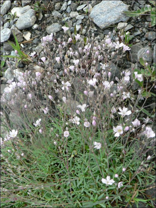 Gypsophila repens L.