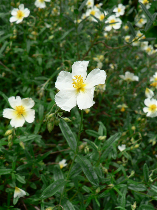 Halimium umbellatum