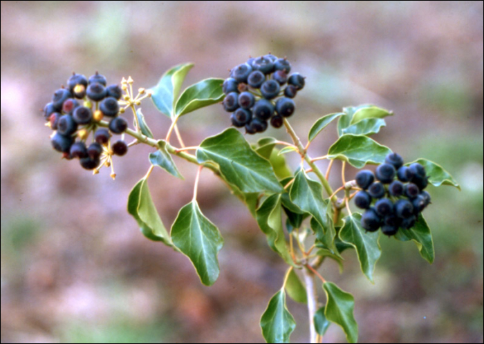 Hedera helix L.