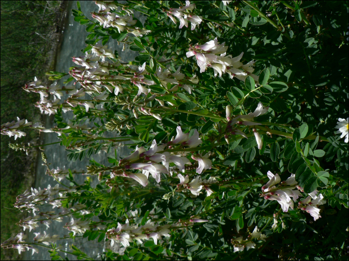 Hedysarum boutignyanum