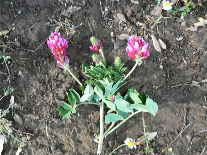 Hedysarum coronarium L.