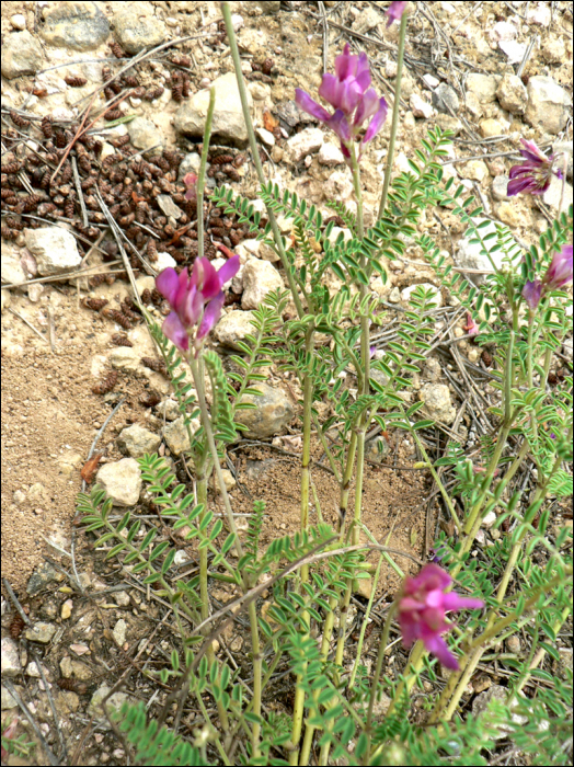 Hedysarum spinosissimum