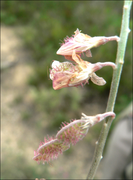 Hedysarum spinosissimum